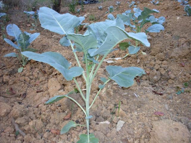 Lahana Yetiştiriciliğinde Kuruya Dikim