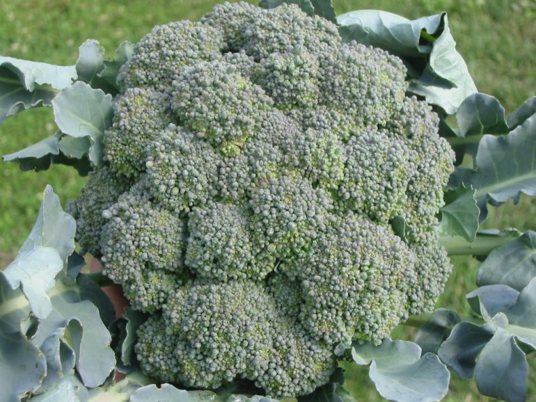  Brokoli Toprak İstekleri