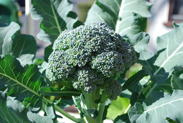 Brokoli Üretim Şekli