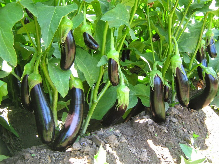 Ptlicn-Yetiştiriciliği