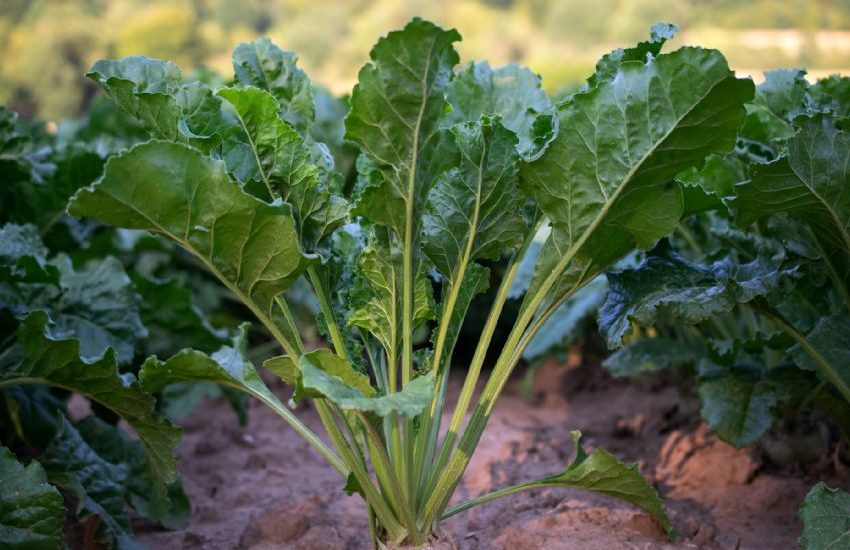  Şeker Pancarı Ekimi