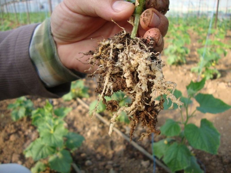Jinsiy aloqada bolgan keksa ayollar fotosuratlari