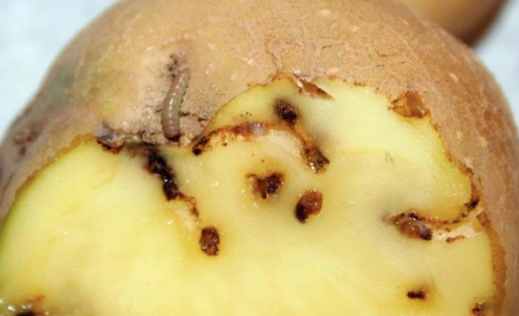 Patates Güvesi ve İlaçları - İNTFA BLOG - Tarımsal Blog