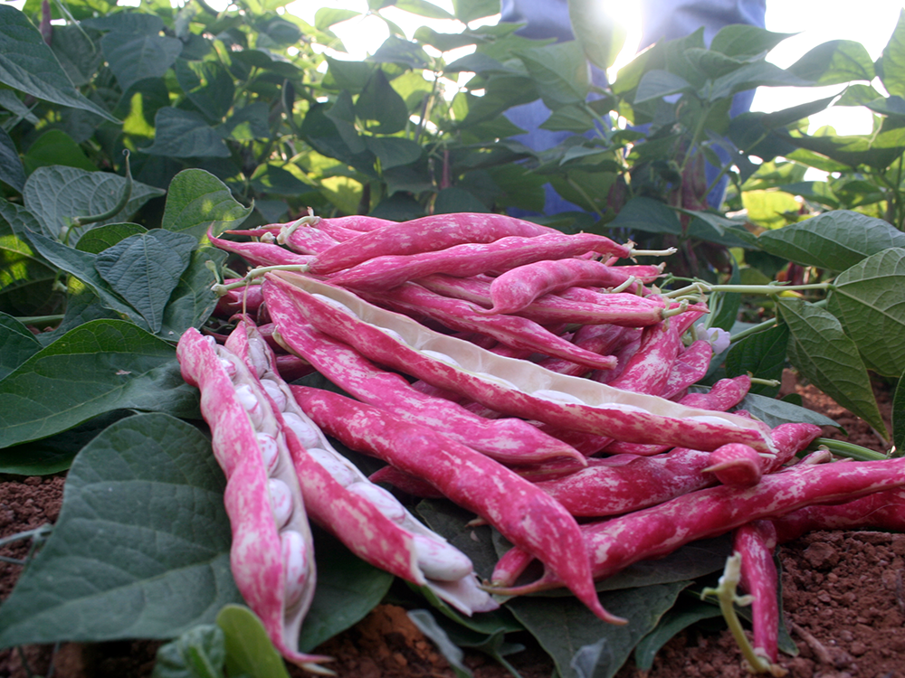 Oturak Barbunya Yetiştiriciliği - İNTFA BLOG - Tarımsal Blog