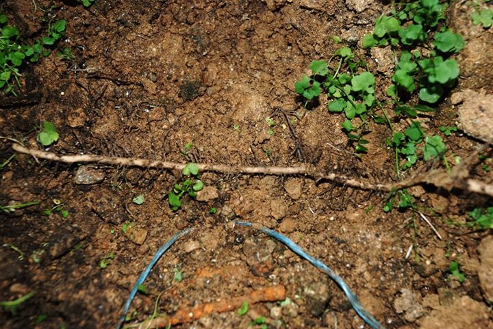 U kokraklarini stolga qoydi