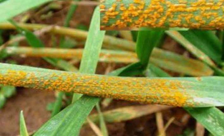  Buğdayda Sarı Pas Hastalığı