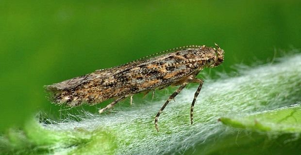 Şeker Pancarında Kalkan Böceği Mücadelesi-İNTFA Blog