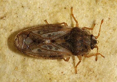 Şeker Pancarında Kalkan Böceği Mücadelesi-İNTFA Blog