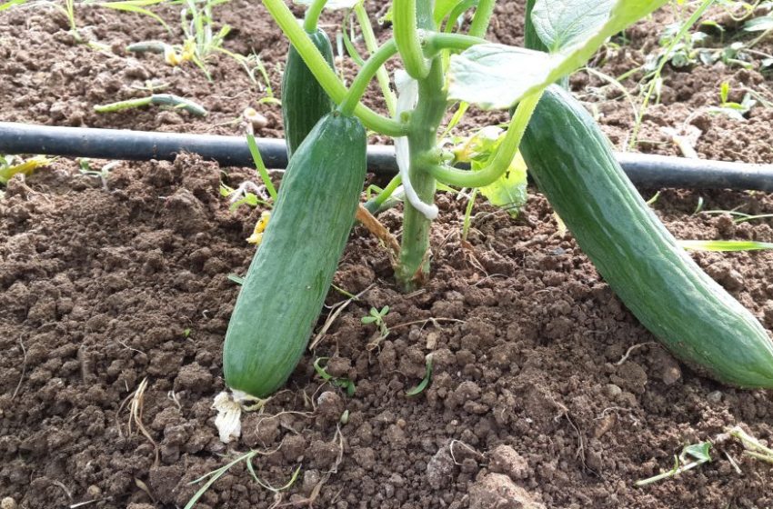 Salatalık Kaç Günde Bir Sulanmaktadır