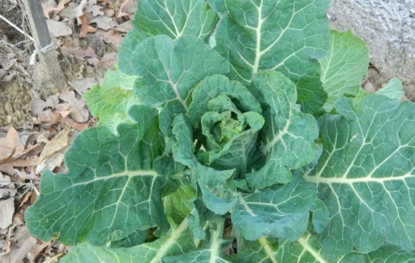  Kara Lahana Tohumu Yetiştiriciliği