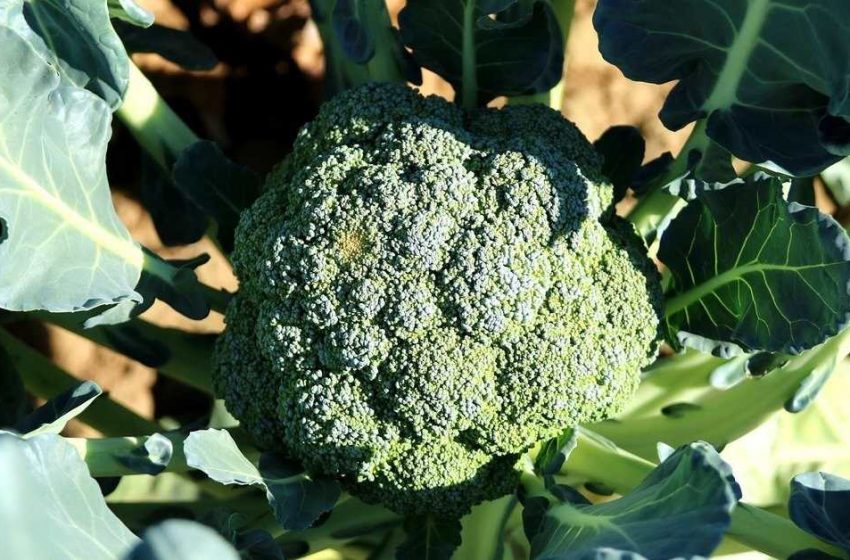  Tohumdan Brokoli Yetiştiriciliği