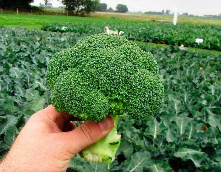 Brokoli Ekimi Ne Zaman Yapılmalıdır ile Kesin ve eItkili Çözümü Sitemizde.