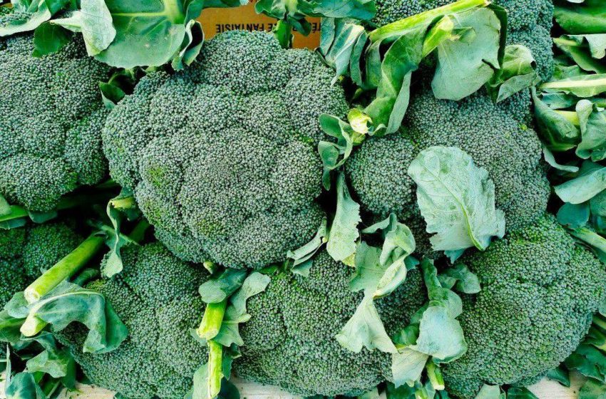  Brokoli Ekimi Ne Zaman Yapılmalıdır
