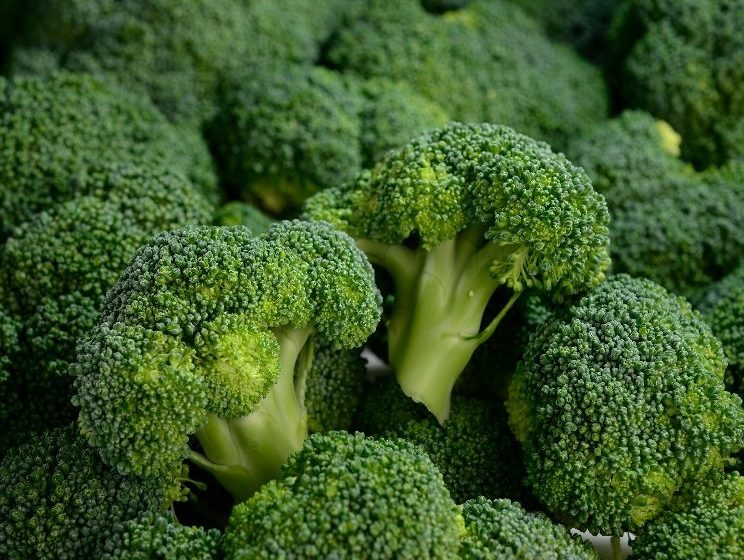  Brokoli Yetiştirme Koşulları