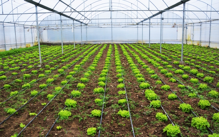 Marul Sulama Yöntemleri ile Kesin ve eItkili Çözümü Sitemizde.