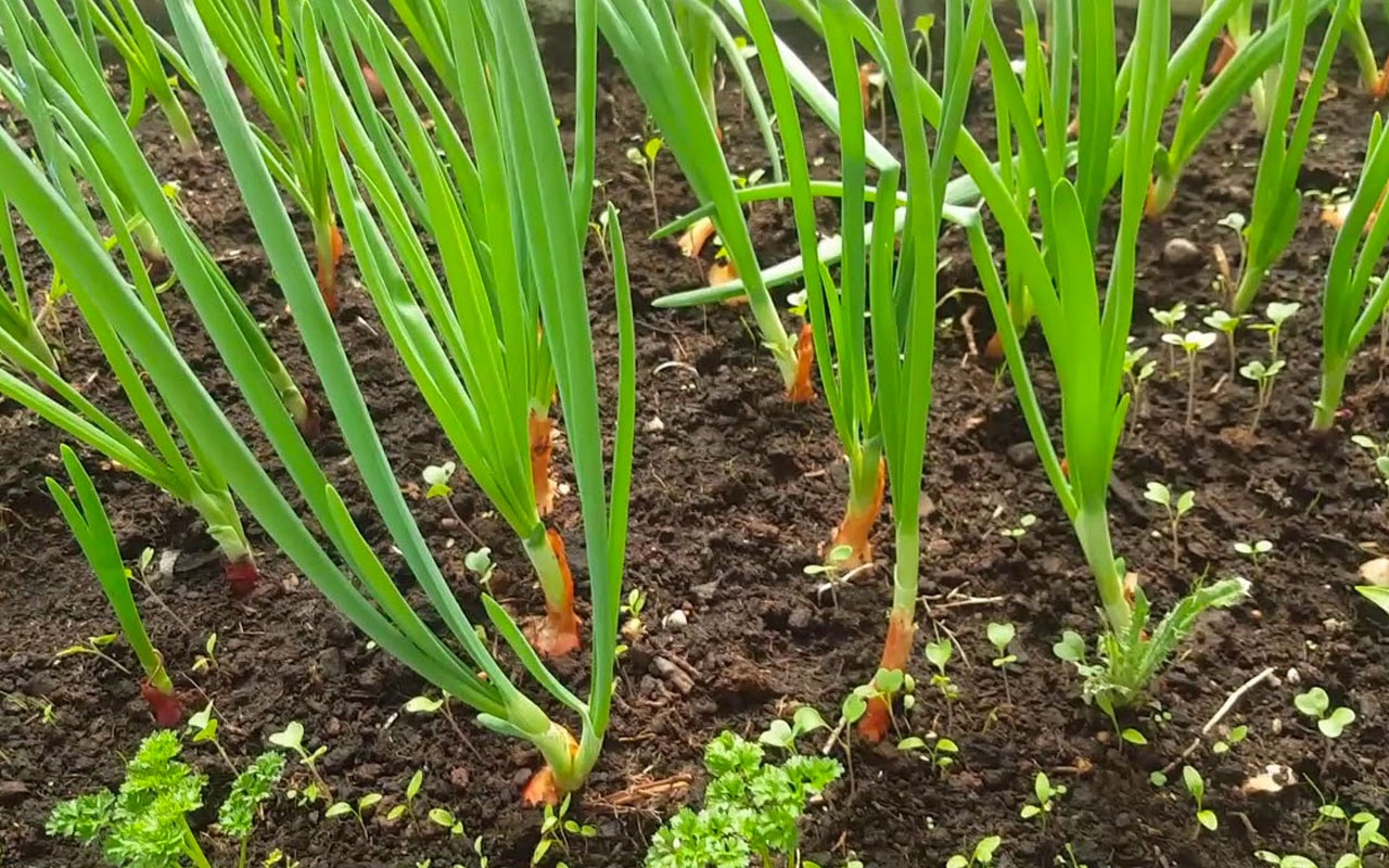 Yeşil Soğan Tohumu Özellikleri. Kesin Çözümü Sitemizde.