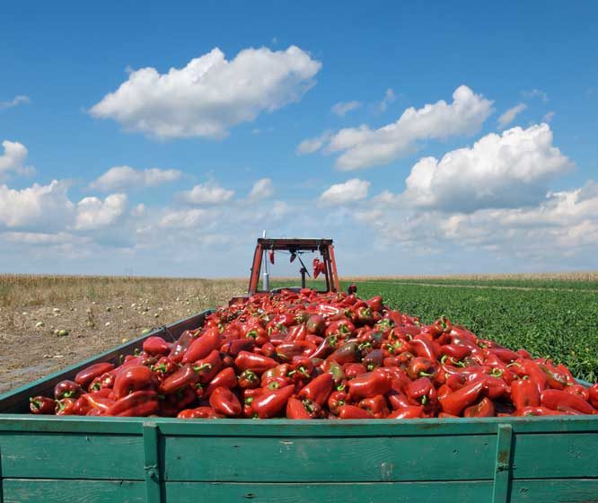  İri Kırmızı Biber Çeşitleri