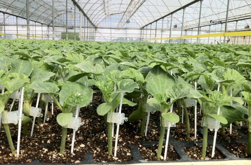  Aşılı Karpuz Çeşitleri