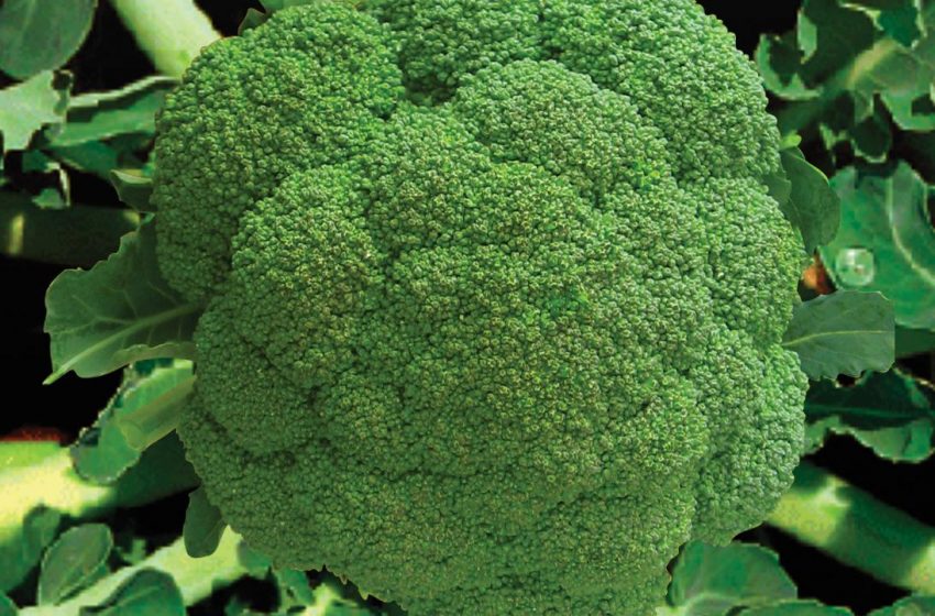  Standart Brokoli Tohumu Çeşitleri