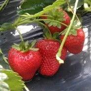  Karme Çilek Fidesi
