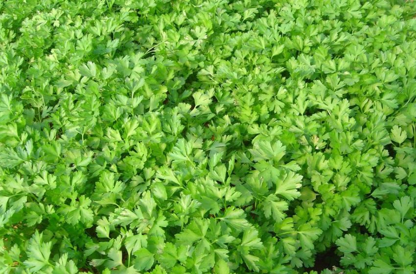  Maydanoz Hasadı Nasıl Yapılmaktadır