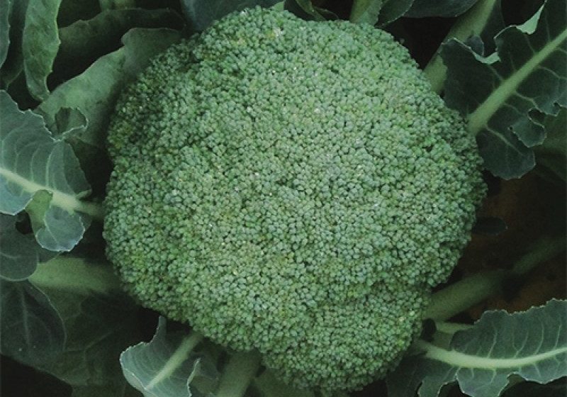  Brokoli Fidesinde Gübreleme Nasıl Yapılmalıdır