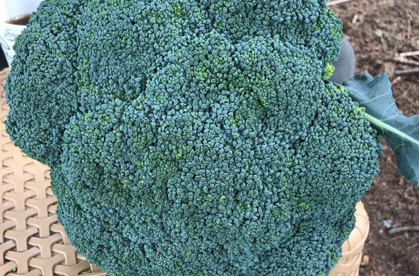  Brokoli Fidesi Nasıl Dikilmelidir