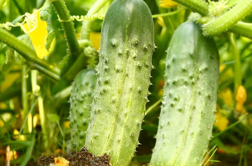  Kornişon Hasadı Nasıl Yapılmalıdır?