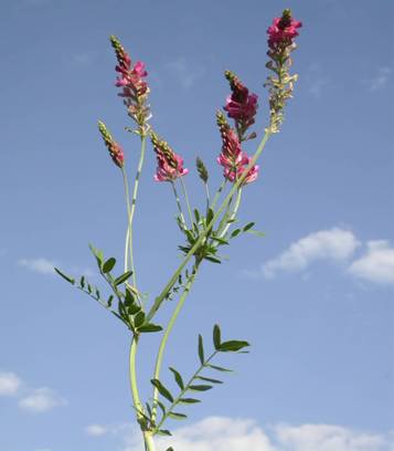  Korunga Ne zaman Ekilmelidir