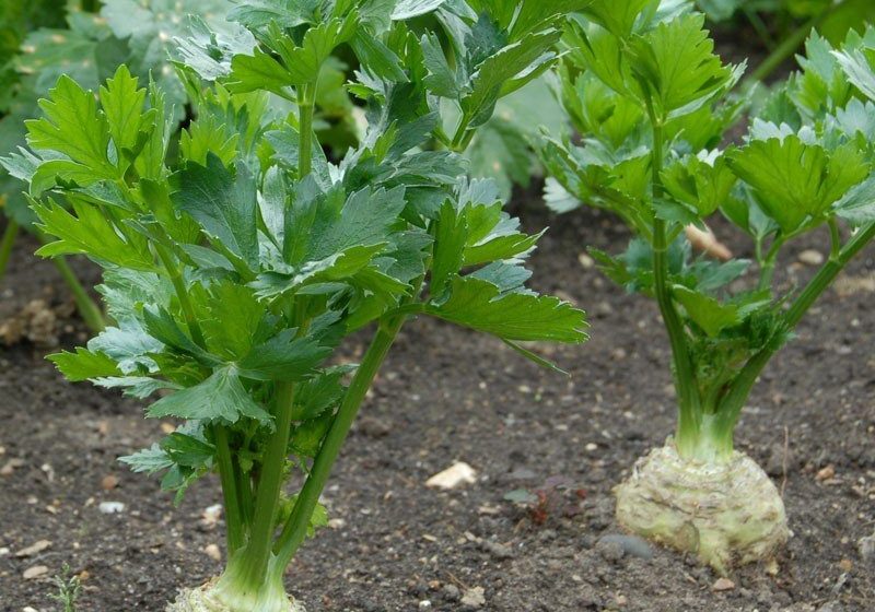  Kereviz Yetiştiriciliği