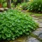 Dichondra Tohumu - 1KG