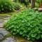 Dichondra Tohumu - 20 KG Dichondra Tohumu - 20 KG