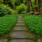 Dichondra Tohumu - 20 KG Dichondra Tohumu - 20 KG