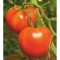 Domates Tohumu SC-2121 - 25 Adet