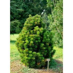 Mugo Çamı Tohumu - 100 Adet