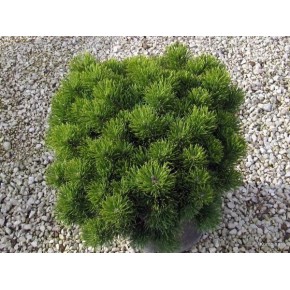 Mugo Çamı Tohumu - 100 Adet