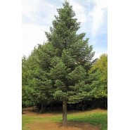 Ak Göknar Tohumu - 250 Adet