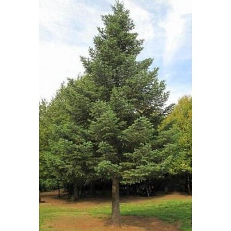 Ak Göknar Tohumu - 100 Adet