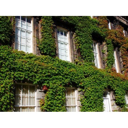 Amerikan Sarmaşığı Tohumu - 500 adet