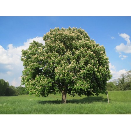 At Kestanesi Tohumu Beyaz Çiçekli -100 Adet