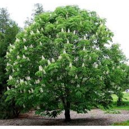 At Kestanesi Tohumu - 50 Adet