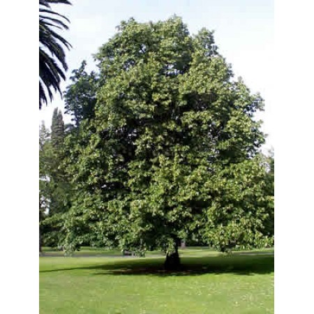 Bol Kokulu Ihlamur Tohumu - 100 Adet