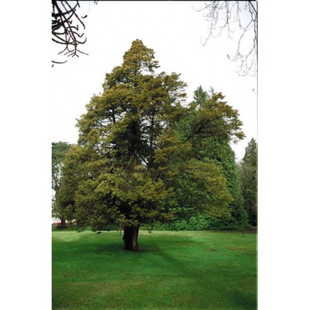 Boz Ardıç Tohumu - 500 Adet