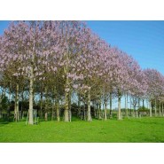 Çin Kavağı Tohumu - 500 Adet