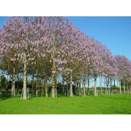 Çin Kavağı Tohumu - 1.000 Adet