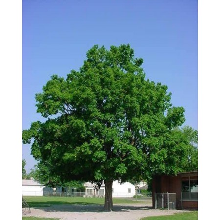 Dağ Akçaağacı Tohumu - 250 Adet