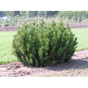 Dağ Çamı Tohumu - 500 Adet