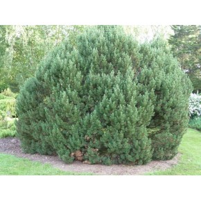 Dağ Çamı Tohumu - 500 Adet