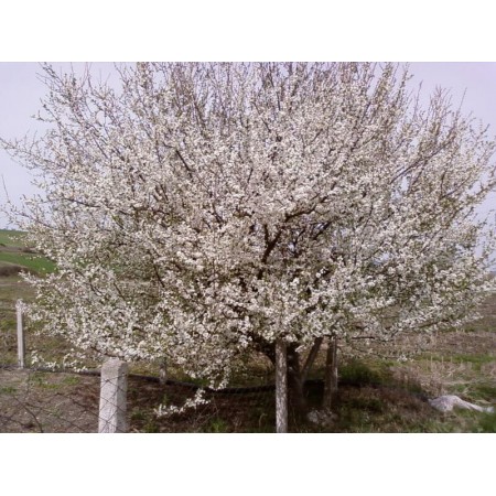 Erik Tohumu - 250 Adet