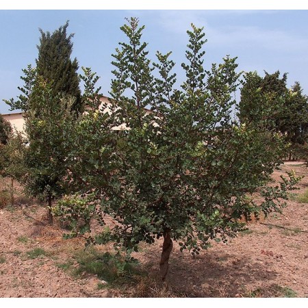 Harnup Tohumu - 50 Adet